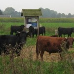cropped-breed2.jpg