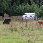 cropped-breed3-1.jpg