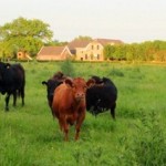 cropped-breed4.jpg