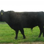 PorcPrunus Farao 2017