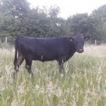 PorcPrunus Gelsey Ron