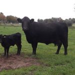 20191012_Ruby Quibus