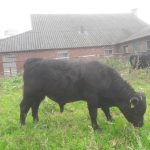 PorcPrunus Quintana nov 2017