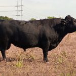 PorcPrunus Horus 5jr