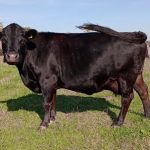 PorcPrunus Quibus 2022-10-09