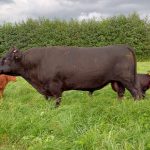 IMG20230828-Horus-met-kalfjes