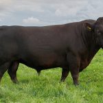 IMG20230828-PorcPrunus-Horus