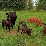 IMG20230828195406-5-kalfjes