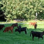 IMG20230915-8-kalfjes-Horus