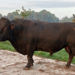 IMG20230916 PorcPrunus Horus